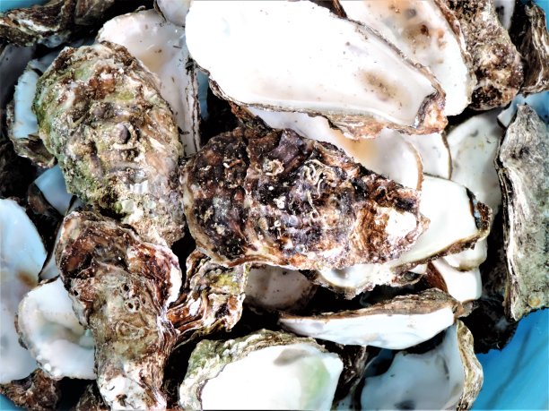 牡蛎的背景。特写镜头。图片下载