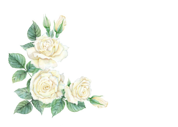 水彩白玫瑰集图片下载