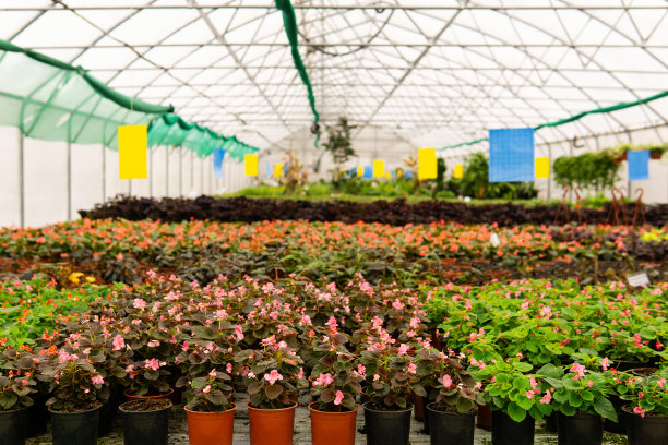 室内温室，室内花卉“n”n图片下载