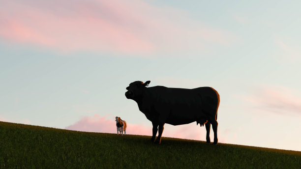 奶牛在日落3D渲染图片下载