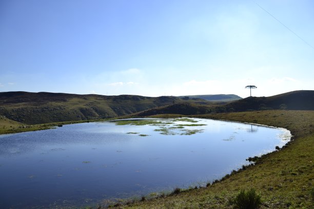 孤独的松树图片下载