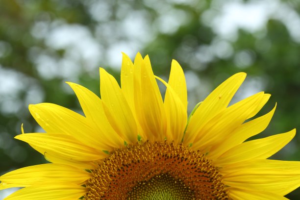 向日葵盛开在大自然的花园里，美丽的黄花绽放在清晨的春天图片下载
