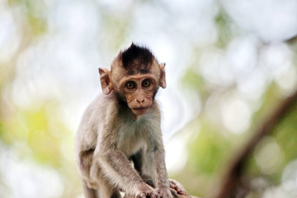 可爱的猴子图片下载