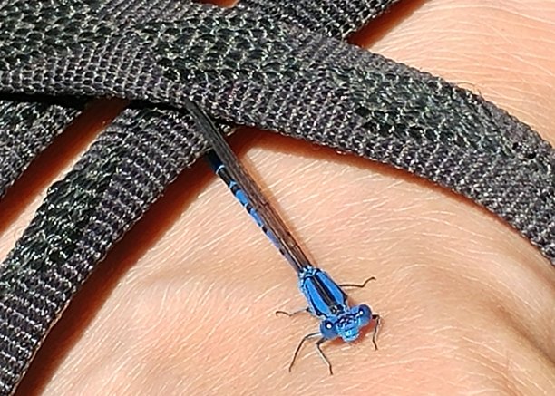 蓝色的蜻蜓图片下载