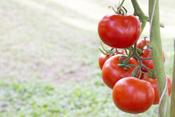 美丽的红色成熟的传家宝西红柿生长。园艺西红柿照片。景深浅。图片下载