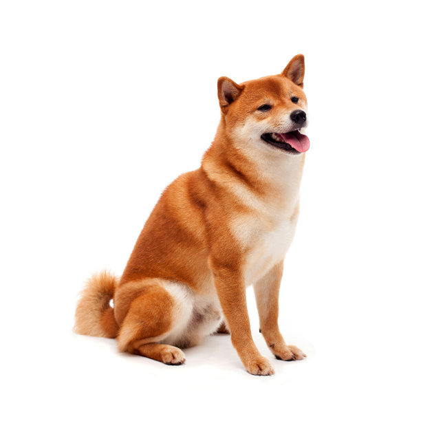 红狗躺在白色的背景上。日本狗微笑图片下载