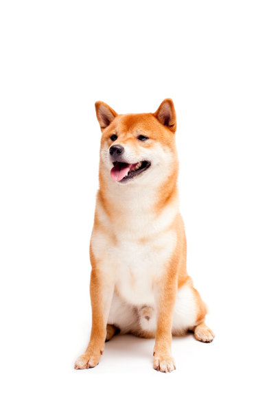 红狗躺在白色的背景上。日本狗微笑图片下载