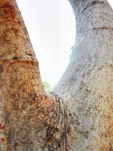 三个分支图片下载