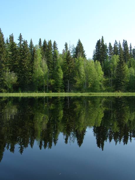 野生的倒影图片下载