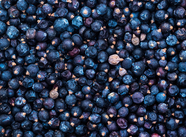 杜松干浆果，特写图片下载