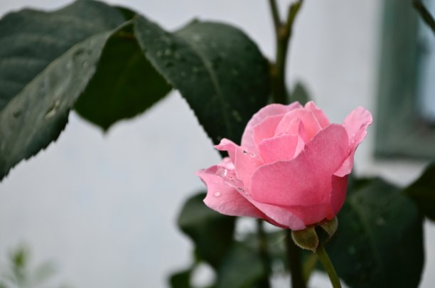 玫瑰花蕾呈柔和的粉红色，右下角起大片光滑的花瓣。图片下载