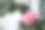 玫瑰花蕾呈柔和的粉红色，右下角起大片光滑的花瓣。图片下载