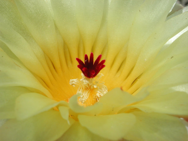 乳糖模仿图片下载