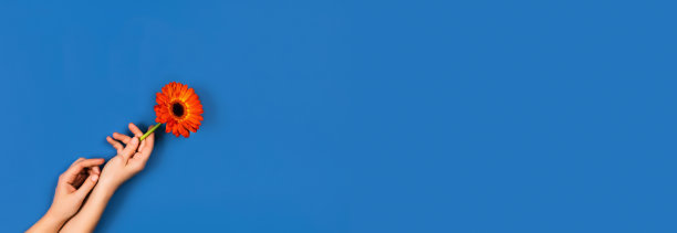 蓝色背景，手和一朵花。图片下载