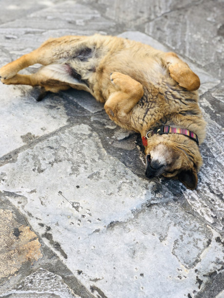 狗翻了个身，露出肚子图片下载