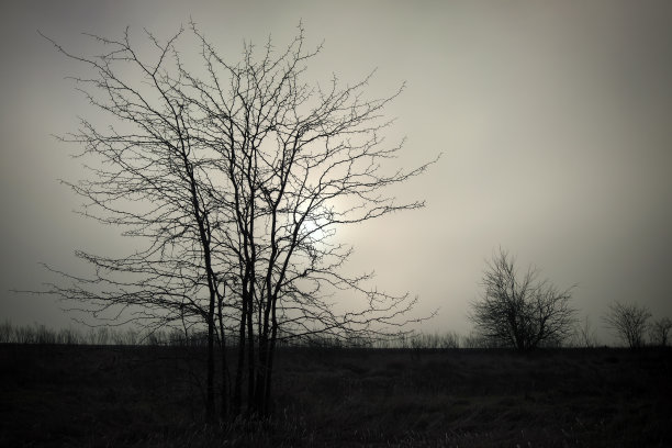 孤独的枯树映衬着乌云密布的天空。抽象的背景图片下载