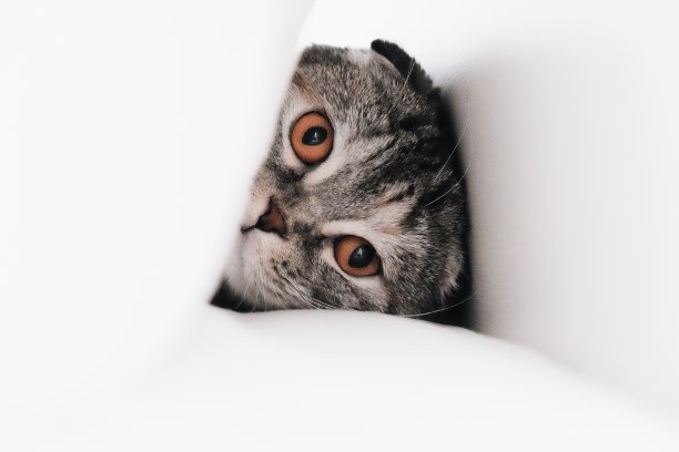 灰苏格兰折猫近距离在一个白色的背景图片下载