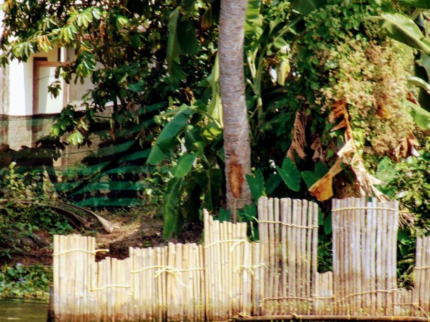 利用竹林保护家园图片下载