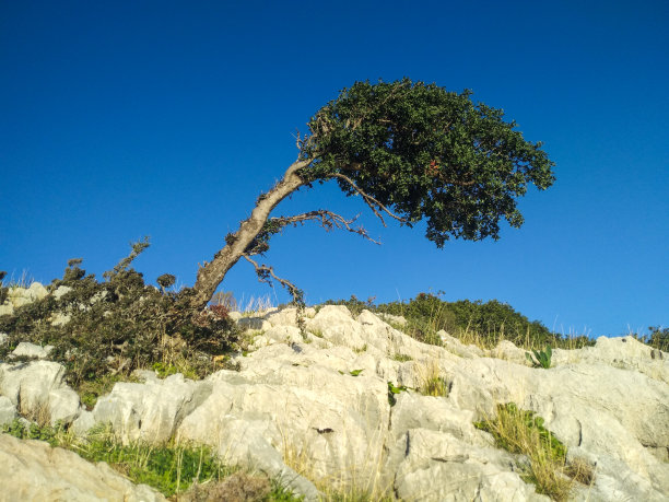 一棵树逆风而行图片下载