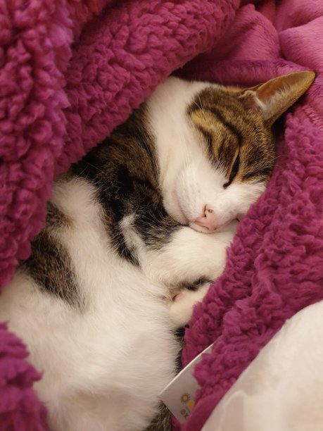 我可爱的猫睡在床上图片下载