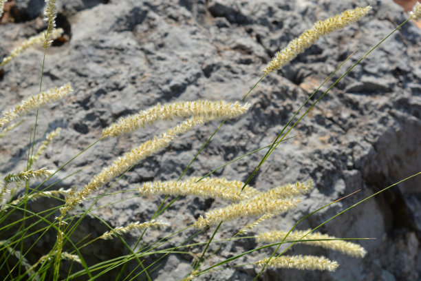 毛诗的图片下载
