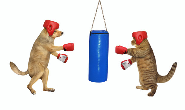 狗和猫打沙袋2图片下载