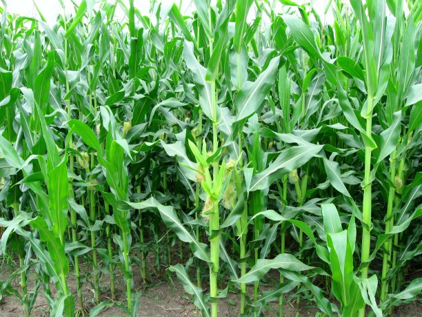 年轻的绿色玉米图片下载