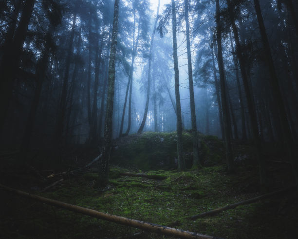 茂密的森林中有雾，地上有苔藓和树木图片下载