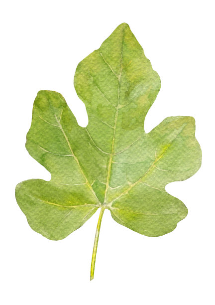 水彩绿色无花果树叶素材图片