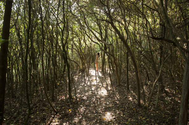 热带雨林图片下载