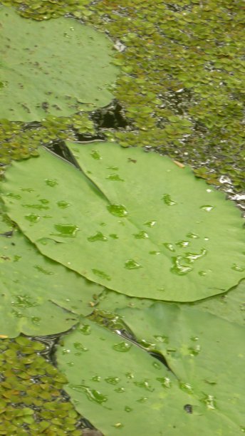 叶子上的水滴图片下载