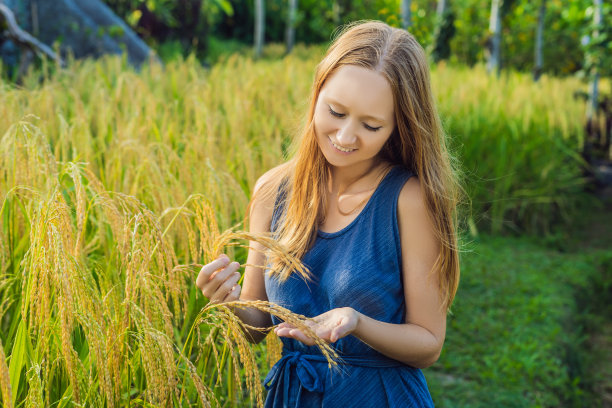 一个女人在收割成熟的稻子。米粥、米片、米粉图片下载