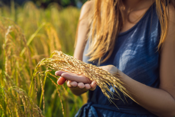 一个女人在收割成熟的稻子。米粥、米片、米粉图片下载