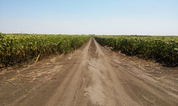穿过一片向日葵田图片下载