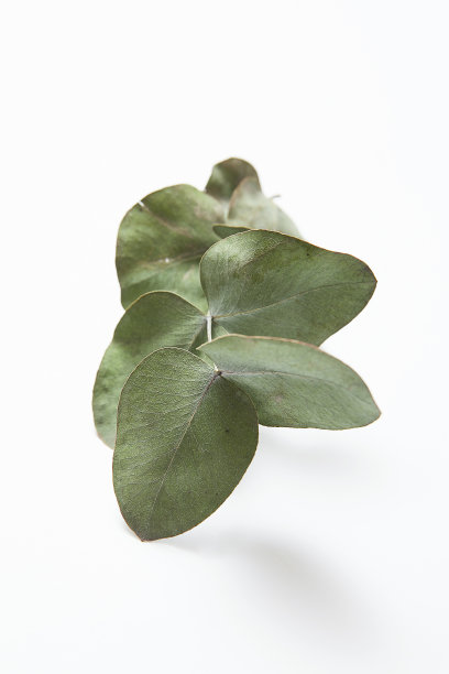 桉树的叶子在白色背景上。图片下载