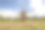 谷物碾磨在夏日的风景上。风车和自然背景图案。Hiiumaa，爱沙尼亚的小岛。欧洲图片下载