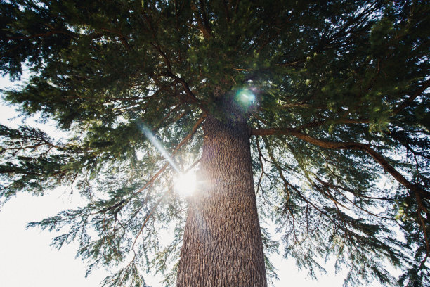 阳光穿过树枝图片下载