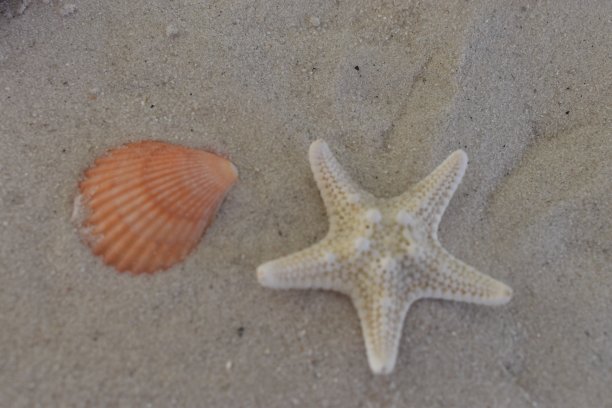 贝壳砂图片下载