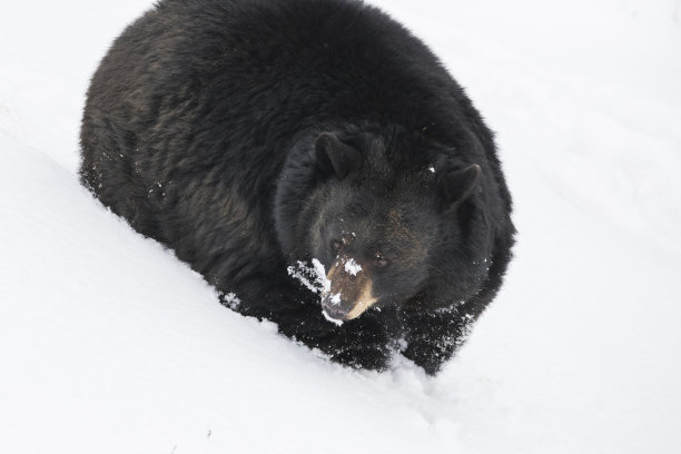 冬天的黑熊图片下载