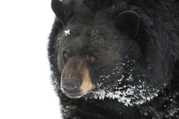 冬天的黑熊图片下载