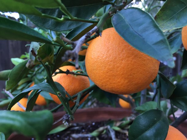 橙子可以摘了图片下载