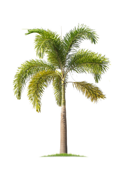 棕榈树(狐尾棕)孤立在白色背景上。用于设计的热带树木，图片下载