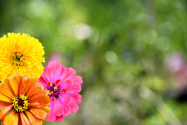 美丽的花朵与绿色的自然背景图片下载