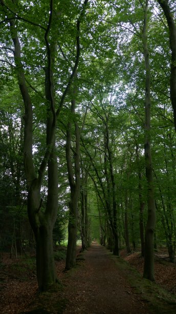 穿过树木繁茂地区的小径。图片下载