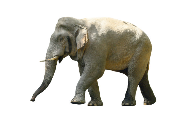孤立在白色背景上的大型雄性亚洲野象图片下载