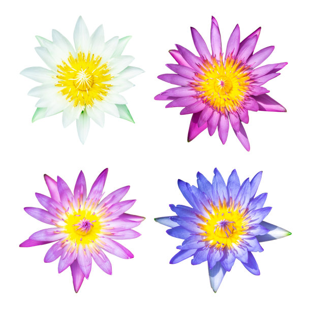 所有的百合水或荷花在盆里很新鲜，孤立在白色图片下载