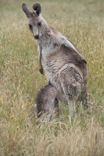 东部灰袋鼠图片下载