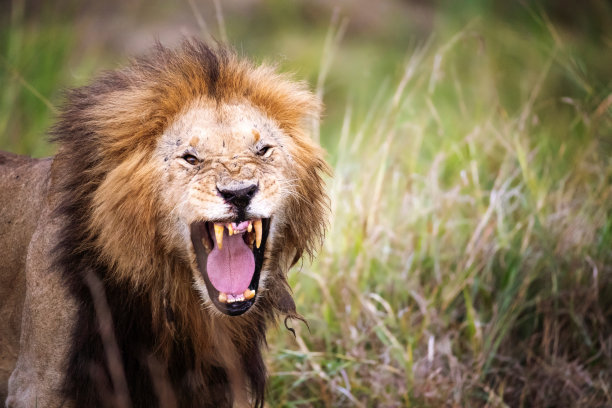 马赛马拉的成年雄狮图片下载