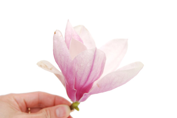 粉红色的木兰图片下载