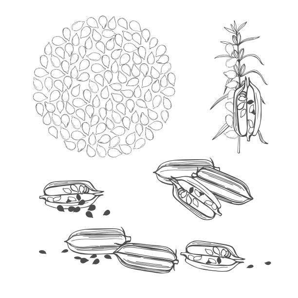 芝麻的植物。向量草图说明图片下载
